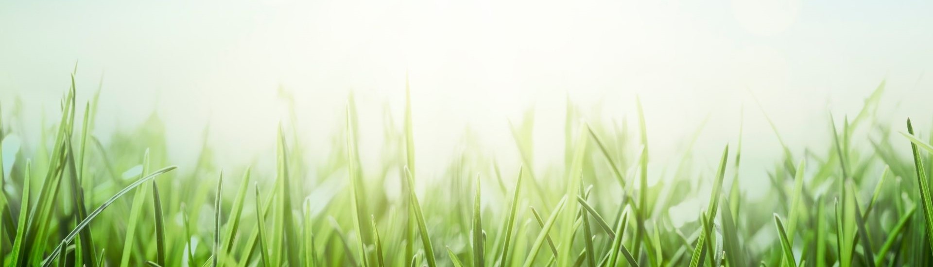 Spring Banner