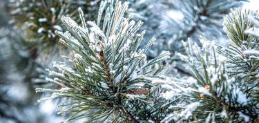 Holiday Pine